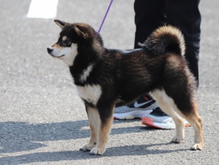 2026　春季　福井支部展＠ジャスピンⅠ