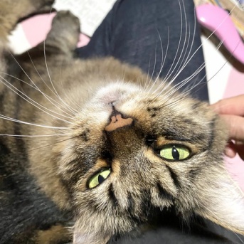 【猫写真】母にもたれて甘えるマロちゃん