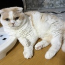 猫のために冬用品を出したら・・・