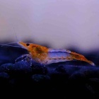 『カラーシュリンプ10月15日(水)〜通販開始🦞』の画像