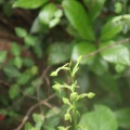 夏に咲く、古賀志山麓の花を求めて