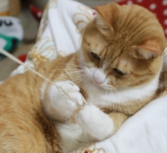 猫は知っている。