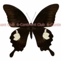 モンキアゲハ♀ (ボルネオ) Papilio helenus enganius