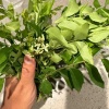 【ご飯日記】イライラには牛が良いらしい・お初のカレーリーフ🌱