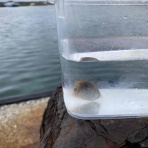 猫吉の海水魚日記