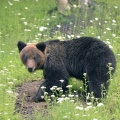 【悲報】友人がヒグマを追い払おうと近づくも…男性を林の方へ　太ももから出血　安否不明のまま、あす朝に捜索へ　斜里町・羅臼岳・・・