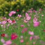 KAMONOMANIA　カモノマニア