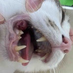 風の動物病院のブログ