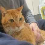 ねこかます