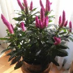 ビーズな日記　☆星のビーズ☆