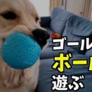 ゴールデンはボール遊びが好き