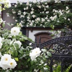 神戸オープンガーデン