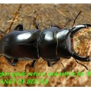 〇ドルクス ウーを最新画像に＼(^o^)／