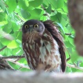2025天然記念物大銀杏でアオバズクを撮る🦉XV（足利市鑁阿寺）