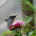 Fight or Flight