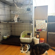 初対面のオトナ猫さま達の反応