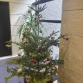 クラブにクリスマスツリーが来ました♪