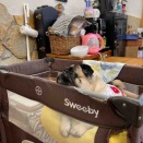 土曜日の、さんちゃん。