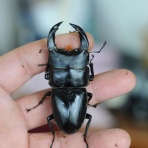 hopeiの愉しみ方