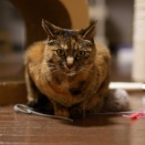じゃらしを厳選する麦ちゃんと接骨院にほいほいされる飼い主と(とら麦128)