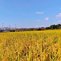 柿・栗・米・水鳥・散歩・秋