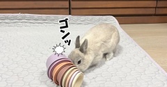 うさぎのルリ(5/5追記)