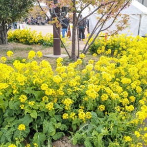 久しぶりの菜の花祭りに行ってきました！