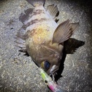 富山湾釣果情報　