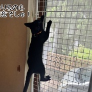 今年の脱走柵登り
