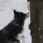 アナベルにかこまれて