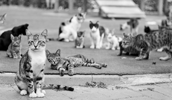 謎が多い「猫の集会」…群れを嫌う動物なのに、わざわざ集まるのは何故か?