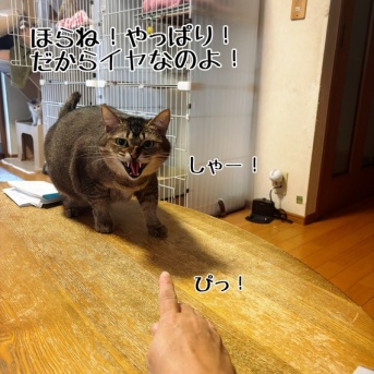 本当に優しい子なんです。(猫さまには)
