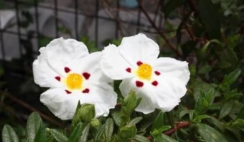 【雑学】ゴジアオイとかいうヤバすぎる植物wwwwwww