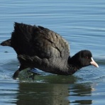 Tokyo_wildbirdpark_blog