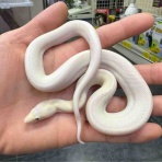 爬虫類倶楽部大宮店公式ブログ