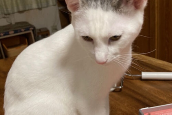 のっぴきならない。