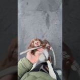 『犬の散歩中にリードを落とした結果がかわいい』の画像