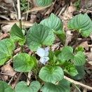 五社山とその他の山の花
