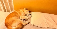もふもふ達と夢の中へ