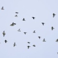 2026年9月4日の野鳥公園