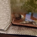 ヒメタニシの性別