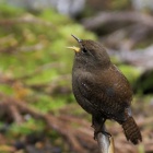 『投稿：キュートな野鳥「ミソサザイ」2025/06/23』の画像