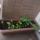 プランターの植栽の近況