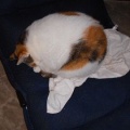猫に小判を与えたら。 埋蔵金：千九百拾参両　マジぃかぁ・・・からのマジぃかぁっ！