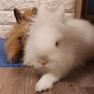 こ このラインは 白うさぎレオちゃん Powered By ライブドアブログ