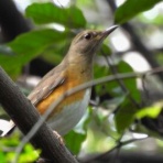 Tokyo_wildbirdpark_blog