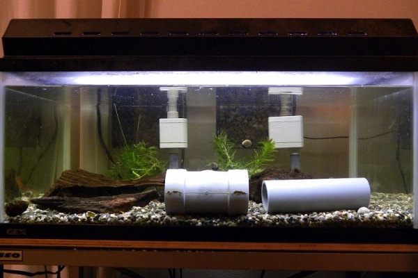 ザリガニの飼育記録 シーズン２ 水槽