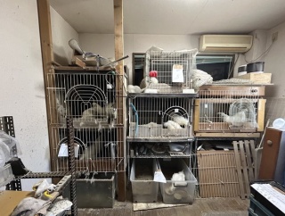 【画像】家で烏骨鶏を飼った結果ｗｗｗｗｗ