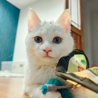 NPO法人 福井犬猫を救う会