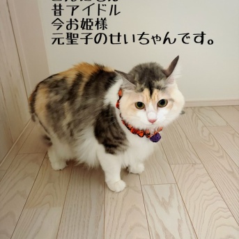 先住ちゃん目線のトライアルってこんな感じ。